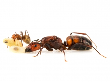 Camponotus nicobarensis